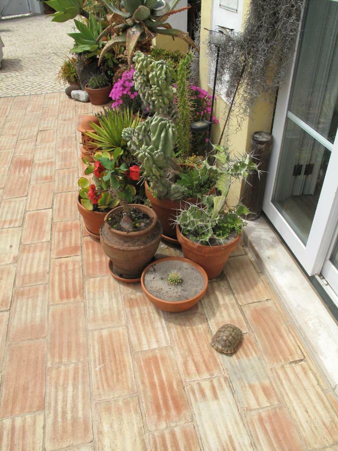 Готель Casa Dos Cactos Віла-Нова-де-Мілфонтеш Екстер'єр фото